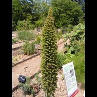 Echium Wildpretti (fam Boraginacees) (Canaries) (11)